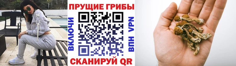 наркота  кракен ТОР  Галлюциногенные грибы GOLDEN TEACHER  Мичуринск 